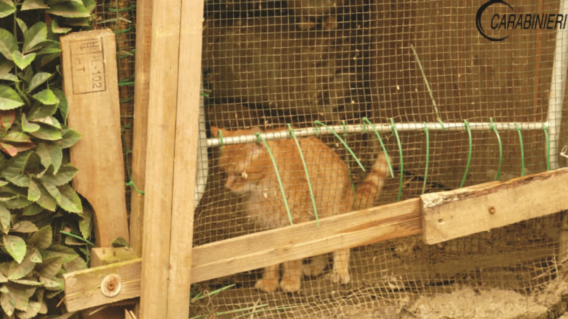 Termoli: i Carabinieri Forestali deferiscono una giovane coppia per detenzione di animali in condizioni incompatibili con la loro natura.